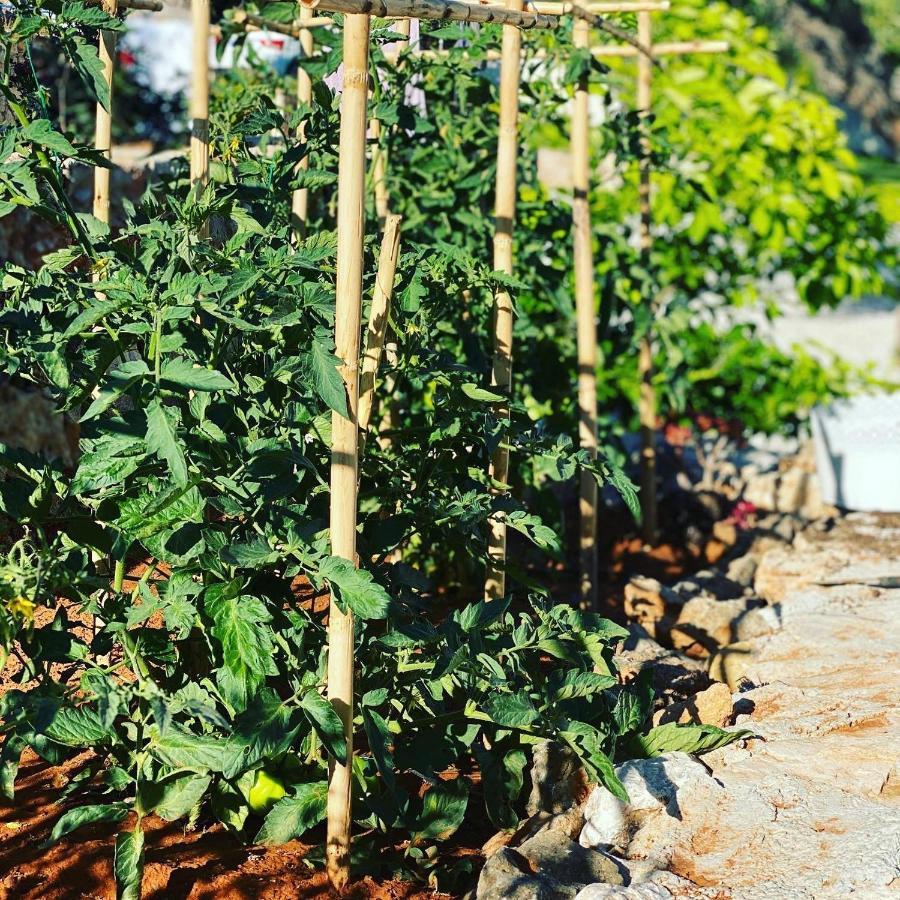 Villa Carpos Chania  Eksteriør billede